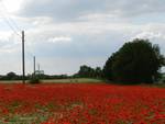 Landschaft mit Mohn